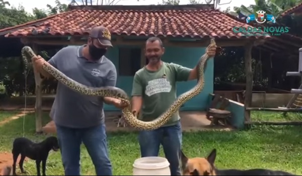 Homem encontra cobra de 2 metros no quintal de casa
