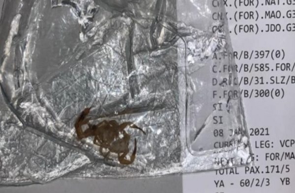 Passageiro é picado por escorpião durante voo