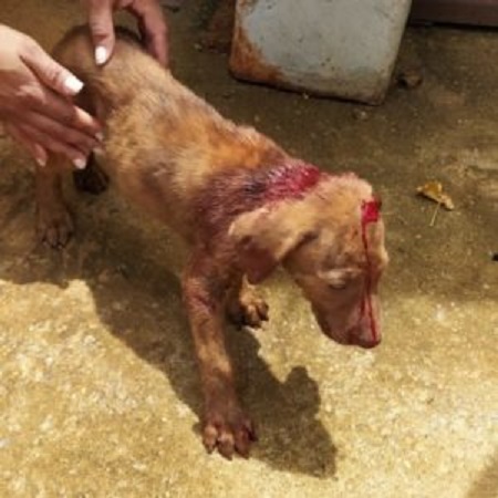 Homem é preso por tentar matar a esposa e o cachorro da família