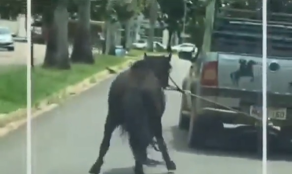 Vídeo flagra cavalo sendo arrastado por veículo