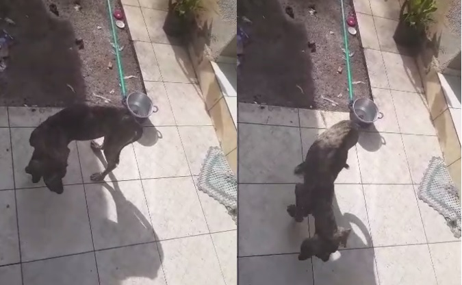 Mais um caso de maus-tratos a cachorros é registrado em Aparecida