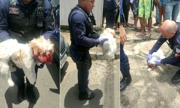 Policiais fazem vaquinha para salvar cachorro baleado em atentado a casal