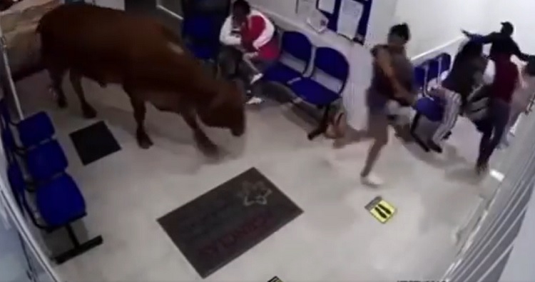 VÍDEO: Vaca invade hospital e assusta pacientes