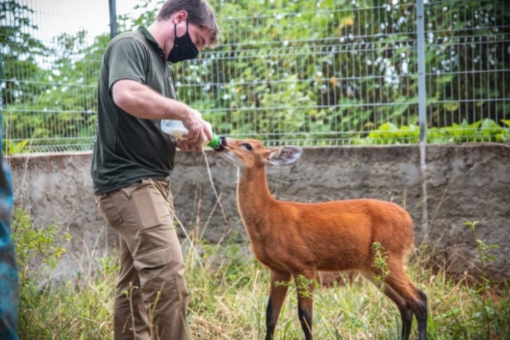 GDF: Cervo-do-Pantanal, ameaçado de extinção, chega ao zoo
