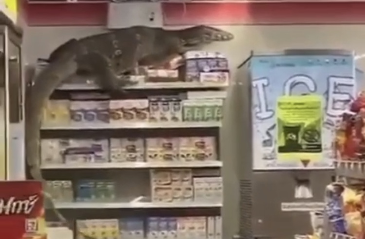 VÍDEO: Lagarto gigante invade loja de conveniência