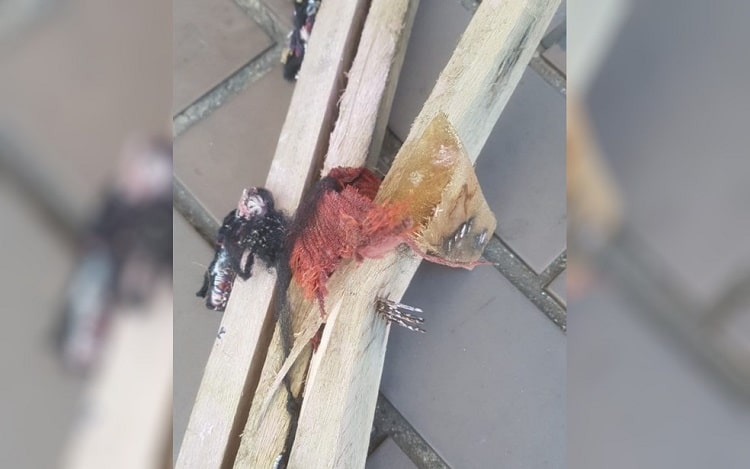 Homem suspeito de agredir grávida com pauladas é preso