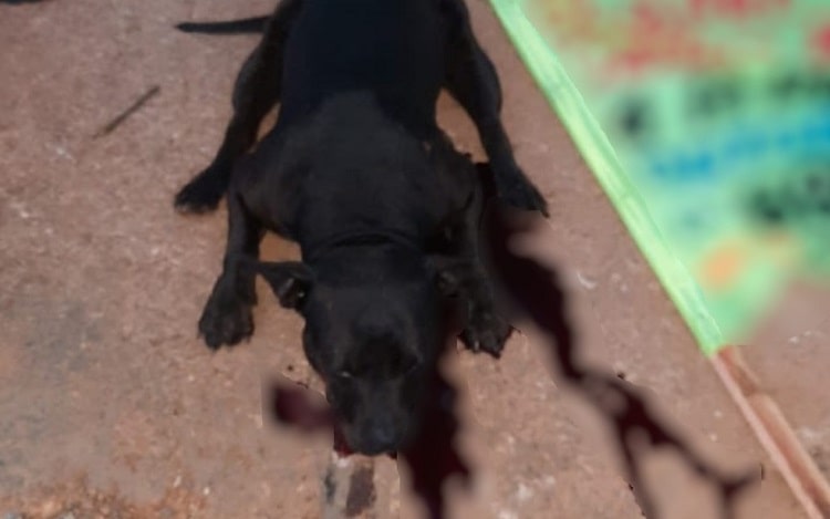 Pit Bull mata criança de 2 anos e deixa outra ferida