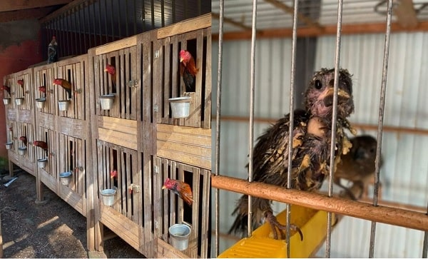 VÍDEO: Homens que preparavam galos para rinhas são presos em Goiânia