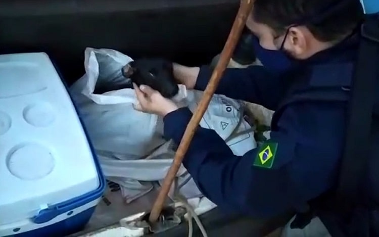 Três homens são presos sob suspeita de maus-tratos contra 2 cadelas