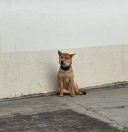 Perícia é feita em cachorro vítima de suposto maus-tratos