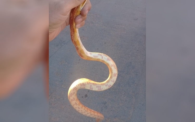 Morador de Aparecida encontra cobra exótica no quintal