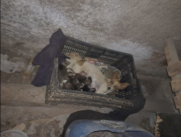 16 cachorros vítimas de maus-tratos são resgatados pela PC