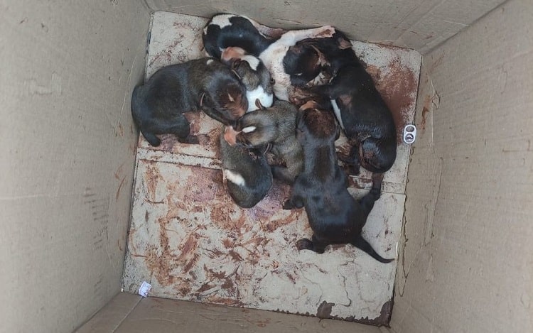 Bombeiros resgatam 7 filhotes de cachorro que estavam soterrados