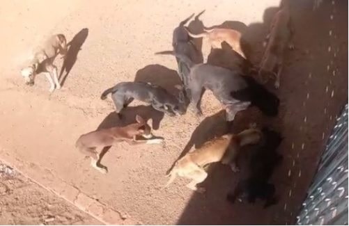 Polícia encontra cães em situação de maus-tratos em Aparecida