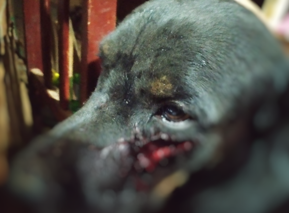 Homem é preso sob suspeita de maus-tratos contra cachorro