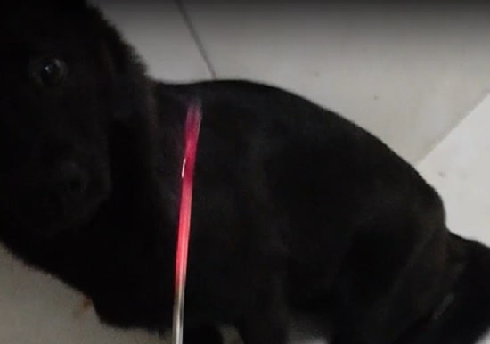 Preso homem que maltratou cadela para ameaçar ex-companheira