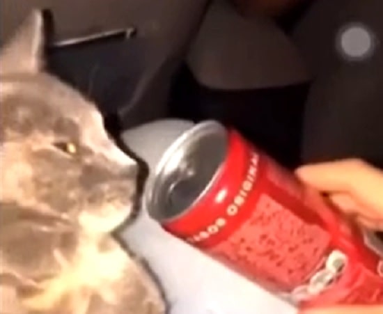 VÍDEO: Mulher dá droga para gato e caso é investigado