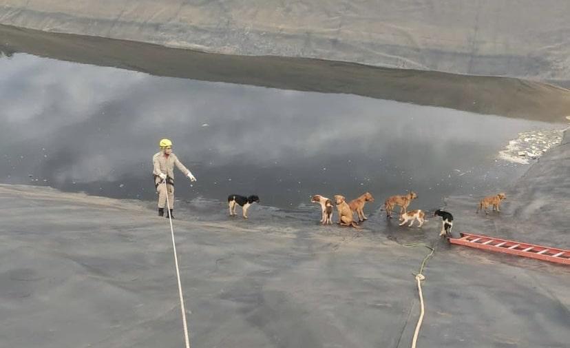 Corpo de Bombeiros resgata 9 cachorros em tanque de chorume
