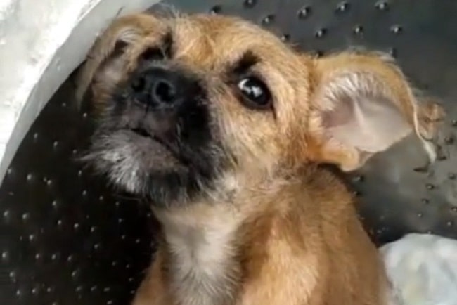 COMOVENTE: Cachorrinha chora ao ser resgata em lata de lixo