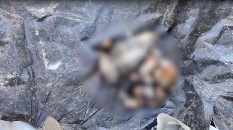 Advogado é acusado decapitar 5 cães e furtar casa da madrasta