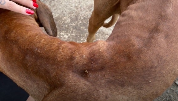 Polícia resgata cachorro em situação de maus-tratos, em Goiânia