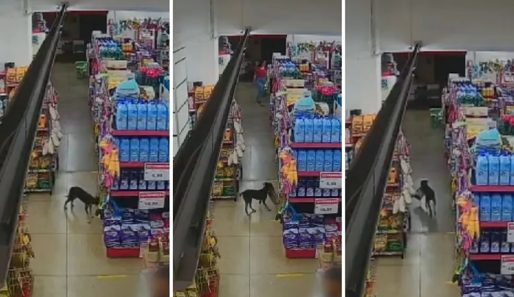 VÍDEO: Cachorro invade supermercado e furta pacote de ração