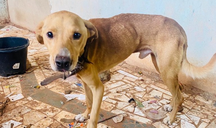 Polícia Civil resgata cachorro vítima de maus-tratos
