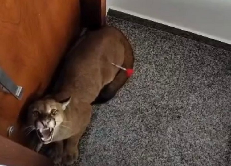 Onça é resgatada dentro de condomínio de luxo, em Goiânia