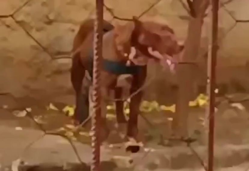 Cachorro pitbull ataca tutor e provoca terror entre os vizinhos