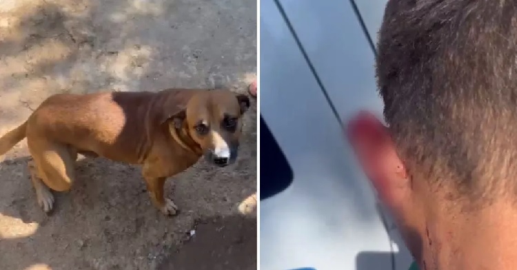Cachorro caramelo morde orelha de ladrão e evita furto