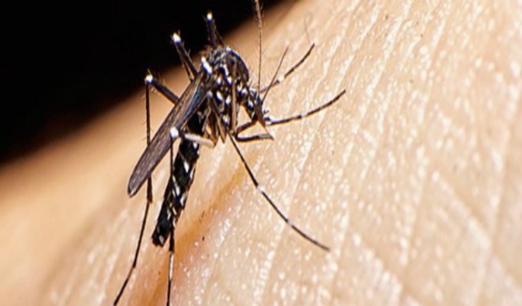 Dengue: Governo de Goiás declara situação de emergência