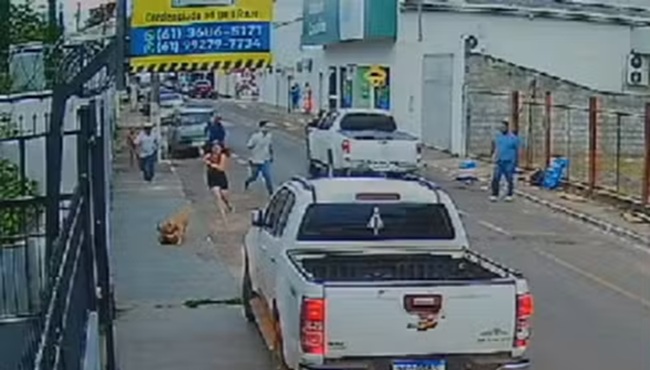 GCM mata pitbull que atacou cachorro de pequeno porte