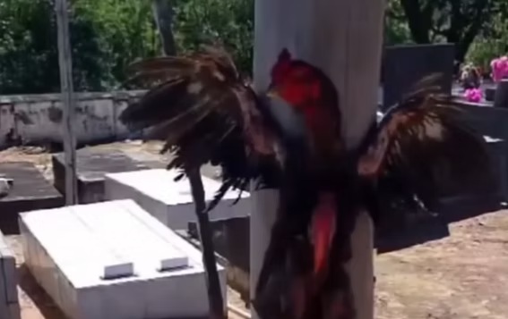 Galo é encontrado crucificado dentro de um cemitério