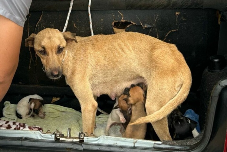 Polícia Civil resgata cadela e 10 filhotes em situação de maus-tratos