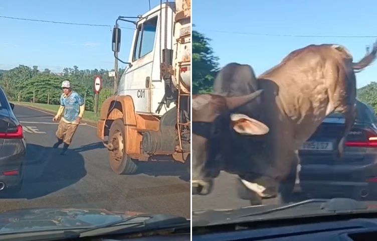 Touro descontrolado ataca homem e destrói carro de luxo com criança dentro