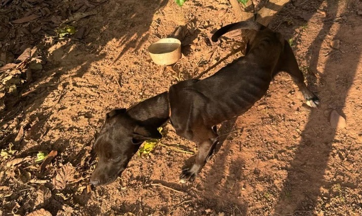 Homem é preso por crime de maus-tratos contra cachorro