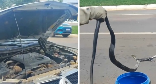 Motorista encontra cobra no carro durante revisão no mecânico