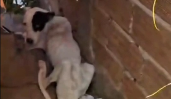 GCM de Aparecida resgata cachorro abandonado para morrer