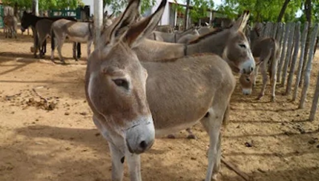 Risco de extinção: Brasil perde 94% da sua população de jumentos