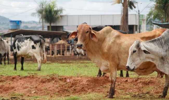 Governo lança Programa de Melhoramento Genético Bovino para Agricultura Familiar