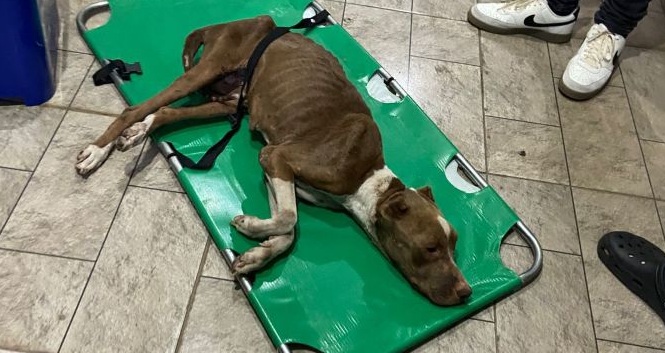 Cadela resgatada após maus-tratos morre em Aparecida