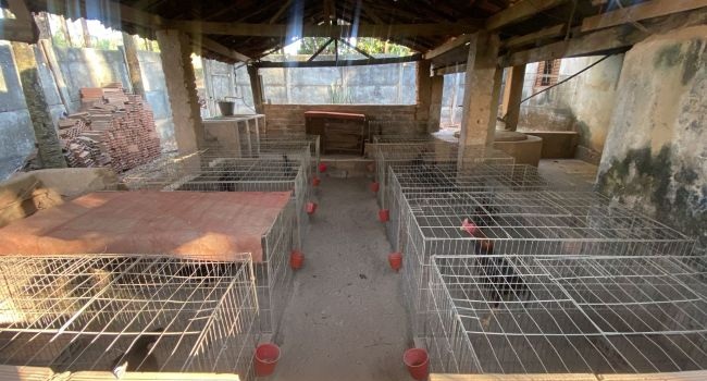 Fiscalização fecha criatório de galos para briga em Aparecida