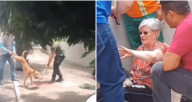 VÍDEO: Servidores da Comurg salvam idosa de ataque de pitbull