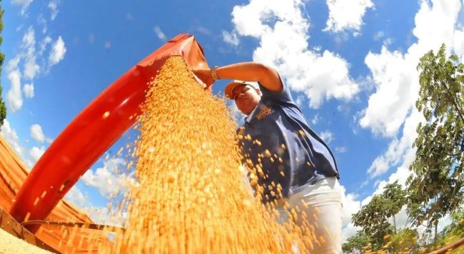 Conab estima produção de grãos em 354,8 milhões de toneladas na safra 2025/26