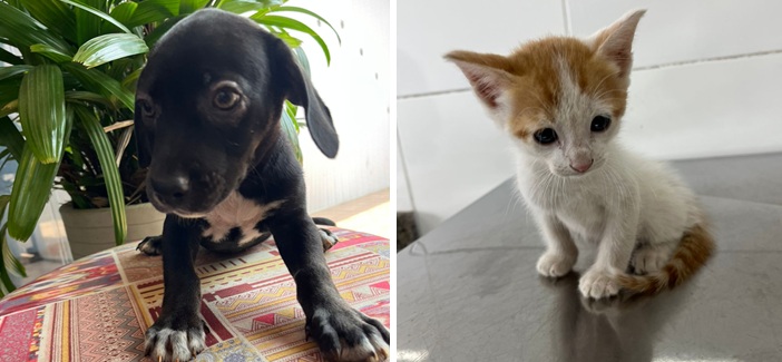 Prefeitura de Aparecida realiza Feira de Adoção de Animais neste sábado