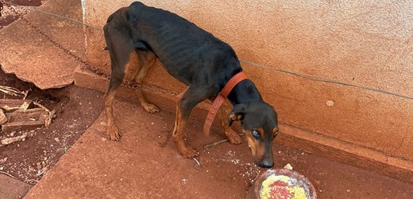 Homem é preso em flagrante por maus-tratos contra cães