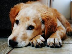Quem fica com o pet? Nova lei define regras após separação Nova lei define como fica a guarda de pet em caso de separação