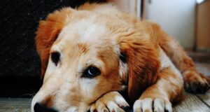 Nova lei define como fica a guarda de pet em caso de separação