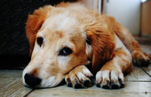 Quem fica com o pet? Nova lei define regras após separação Nova lei define como fica a guarda de pet em caso de separação