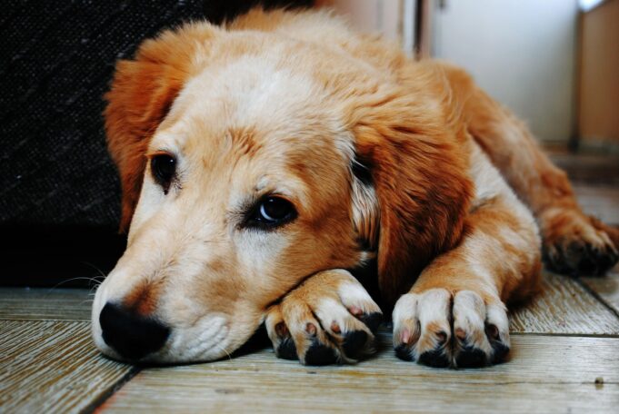 Quem fica com o pet? Nova lei define regras após separação Nova lei define como fica a guarda de pet em caso de separação